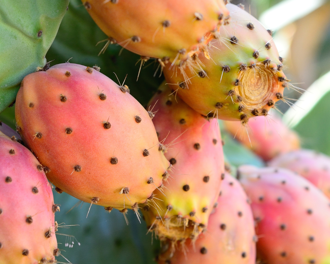 Entdecke, warum die Kaktusfeige der perfekte Begleiter für deinen aktiven Lebensstil ist: voller Vitamine, Mineralstoffe & Antioxidantien – lecker & erfrischend.